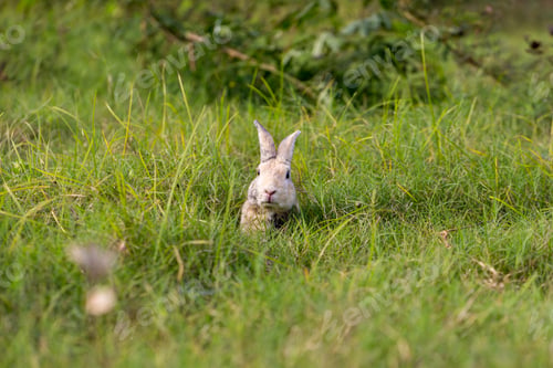Preview: Adorable and cute new born rabbit.