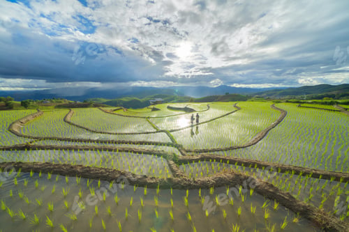 Preview: Fresh paddy rice, green agricultural field in countryside or rural area in Asia. Nature landscape.