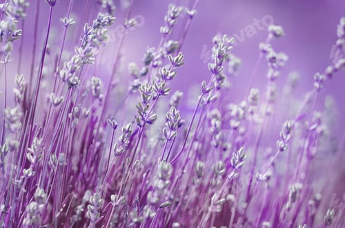 Preview: Lavender
