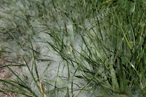 Preview: Pollen flight in summer bad for allergy