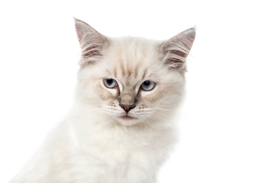 Preview: Close-up of a Ragdoll kitten, 3 months old, isolated on white