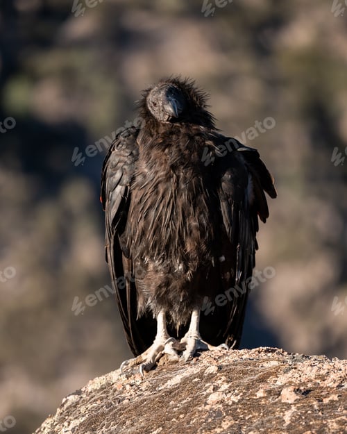 Preview: Majestic California condor perched on a rock in Pinnacles National Park