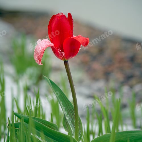 Preview: Tulip after snowfall.