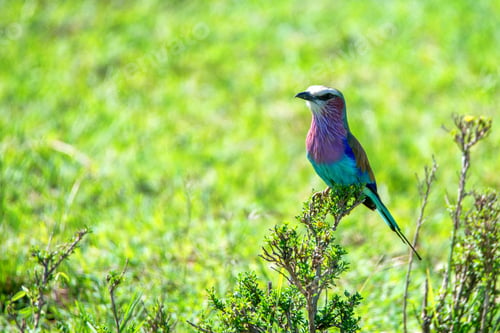 Preview: A Lilac-breasted roller Coracias caudatus close up