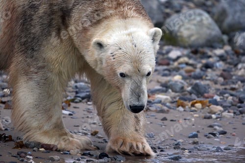 Preview: Closeup of an old polar bear on the stony shore at Svalbard in Norway