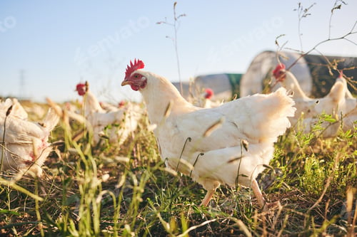 Preview: Grass, chicken farm and coup with blue sky in green countryside, free range agriculture and sunshin