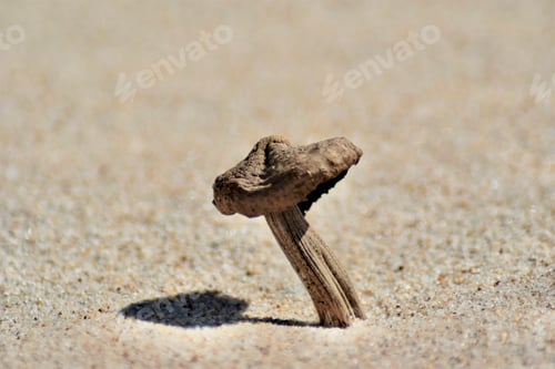 Preview: Driftwood Sculpture on Sandy Beach, Coastal Art