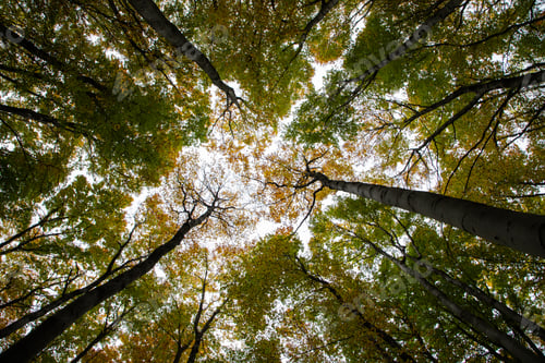 Preview: beautiful autumn forest with colorful leaves