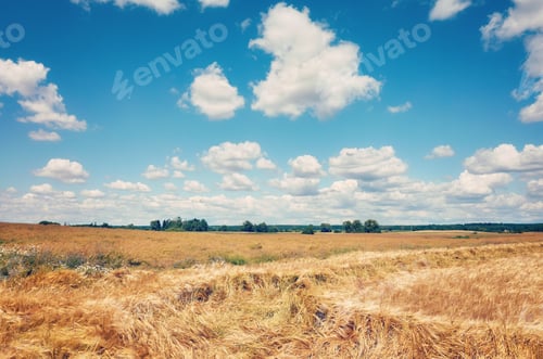 Preview: Summer rural landscape, cross processing applied