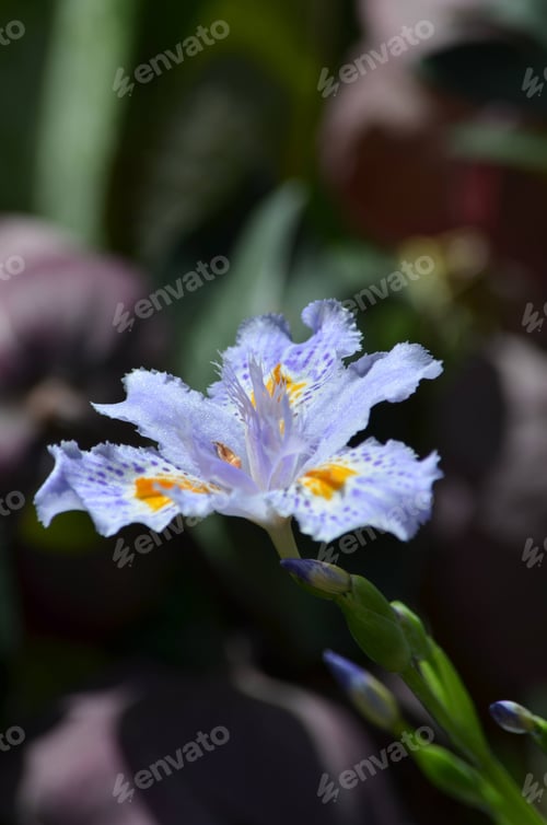 Preview: a purple flower that has green leaves on it and is growing in the grass