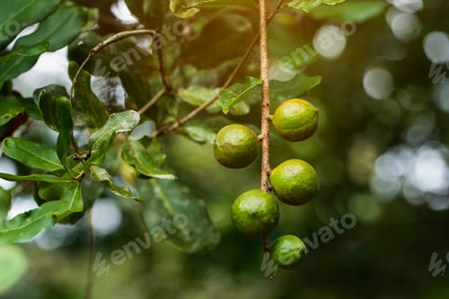 Preview: Macadamia nuts ready for harvesting