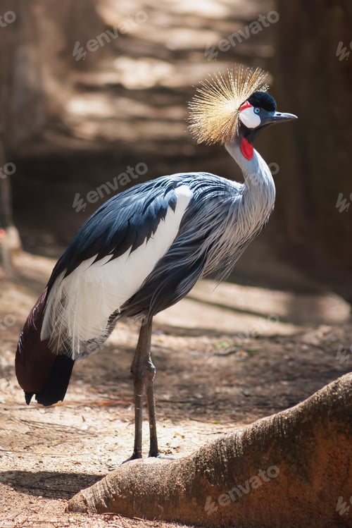 Preview: Grey Crowned Crane (Balearica regulorum)