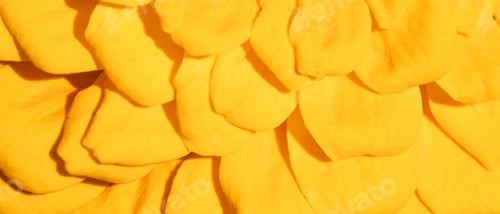 Preview: Background of yellow flower petals