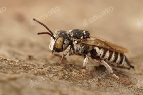 Preview: Closeup shot of a female cleptoparsite Sharp-abdomen, Sharp-bellied bee, Coelioxys acanthura