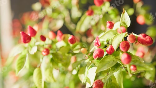 Preview: Calabrian Chilli Hot Pepper Plant From Soverato