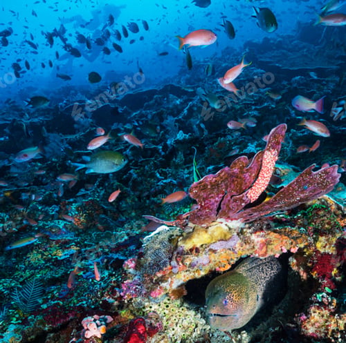 Preview: Moray Eel Nestled Among Colorful Coral Reef