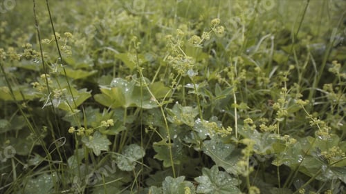 Preview: Close up of wild green plants growing in the field with beautiful small droplets of moisture