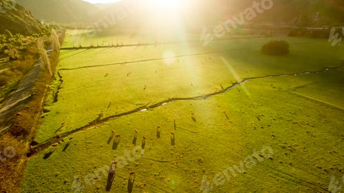 Preview: Argentine Chilean Patagonian landscape with freely grazing cows. Aerial wiew of group of cows in