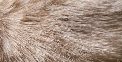 Preview: Background of Siamese cat fur.