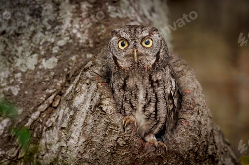 Preview: Eastern Screech Owl in Southern Florida