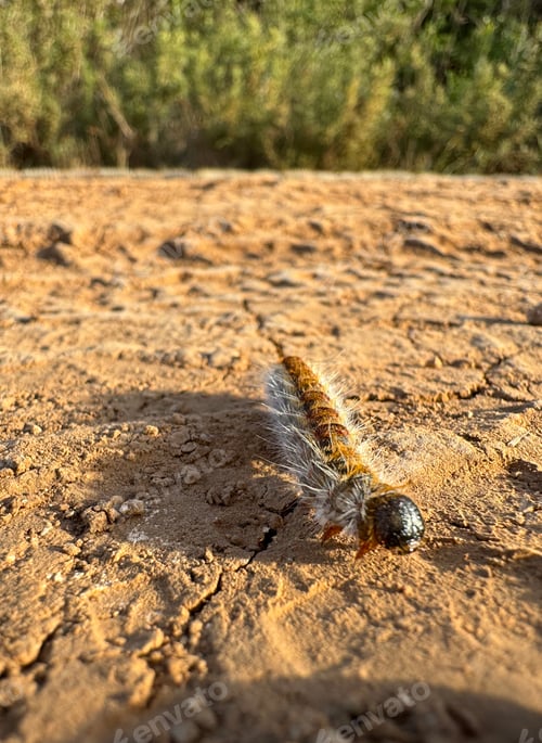 Preview: Thaumetopoea pityocampa is a caterpillar with stinging hairs that lives on pine trees