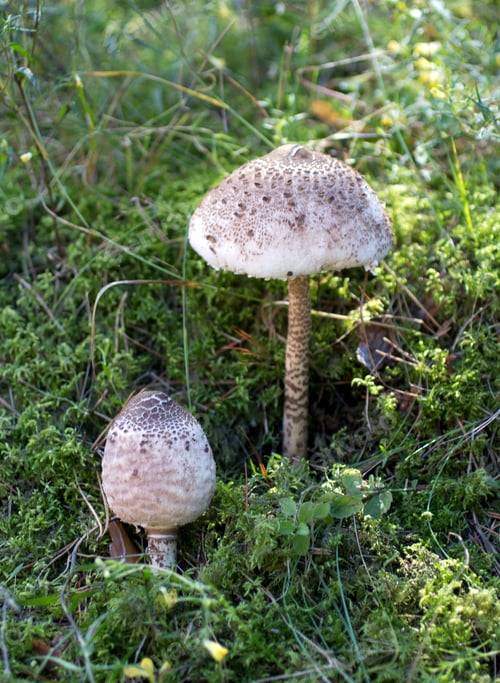 Preview: Amanita rubescens in natural habitat