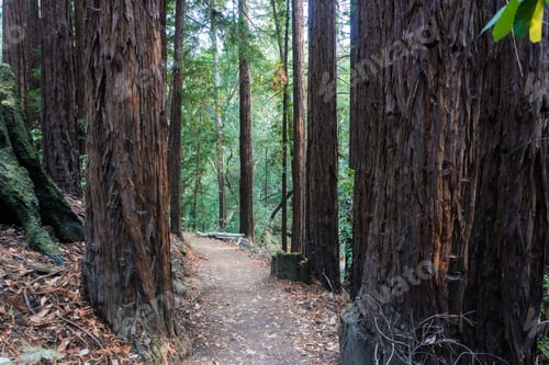 Preview: Hiking trail in a redwood forest