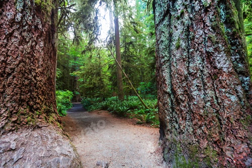 Preview: Vancouver forest