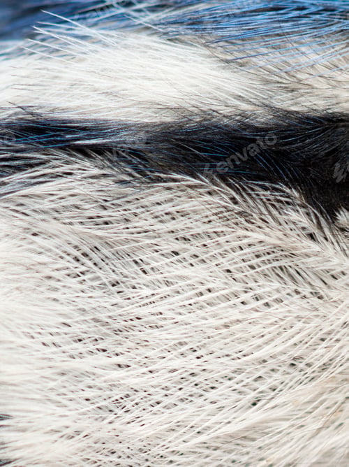 Preview: Macro of a Blue Tit feathers, Cyanistes caeruleus
