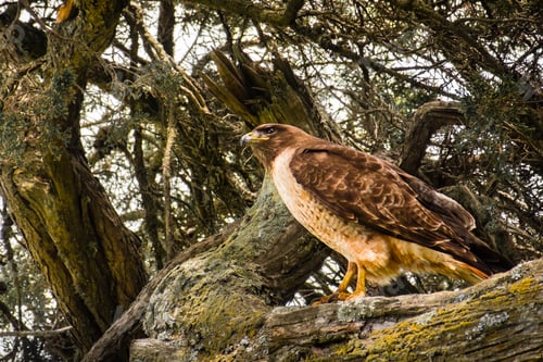 Preview: Red-tailed Hawk in a cypress tree