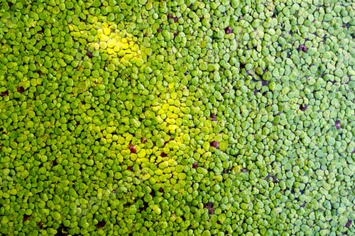 Preview: Duckweed