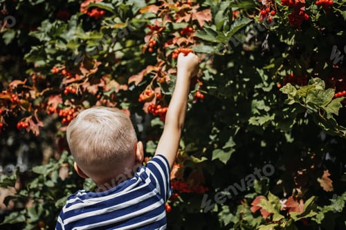 Preview: Boy kid picking viburnum berries on bush on sunny summer day