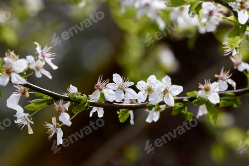 Preview: Branch of Growing White Cherry Blossom Flowers