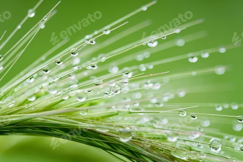 Preview: Rain drops on green grass background