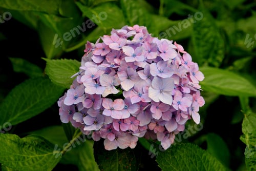 Preview: Close-up of a vibrant pink and purple hydrangea flower with lush green leaves in the background