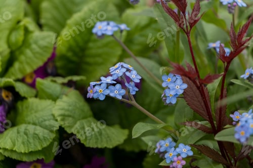 Preview: Spring flowers. blue forget-me-not flowers close-up. natural flower background