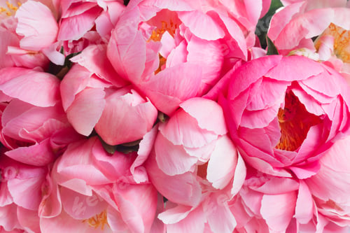 Preview: Pink floral background