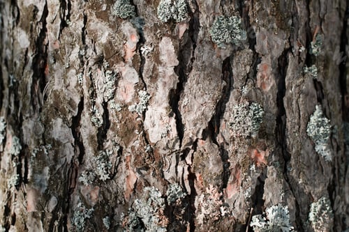 Preview: Pine bark and moss texture, close-up. Tree background on a sunny day outside