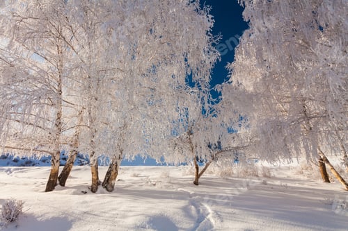 Preview: Picturesque snowy landscape with frosted trees in the mountains