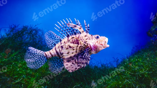Preview: Common Lionfish or Red Lionfish
