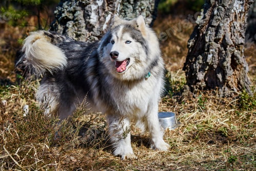 Preview: Siberian Husky dog sitting on forest grass full size Husky dog portrait with gray black coat