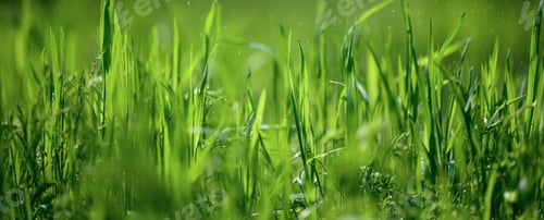 Preview: Lawn with green lush grass in the park on a spring day