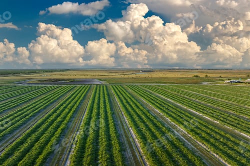 Preview: Green agricultural field with growing crops in summer season. Farming and agriculture industry