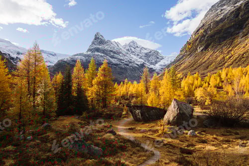 Preview: Autumn landscape view of a path going to a snow-capped mountain through a forest of larches