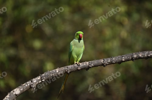 Preview: Green parrot perched on a tree branch