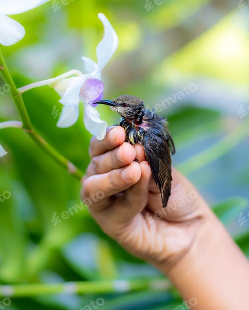 Preview: Rescued newborn baby bird holding closely to the flowers by kind women's hand.