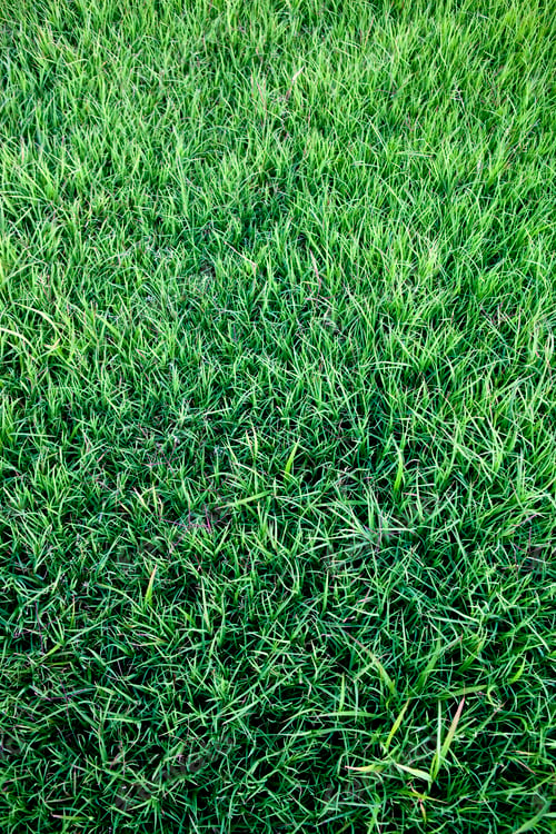 Vorschau: Gras