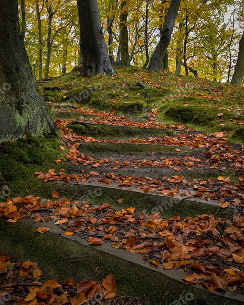 Preview: Stairs in the wood