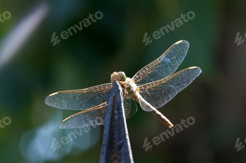 Preview: Dragonfly