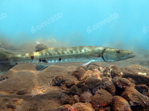 Preview: Great Barracuda fish in ocean Bali